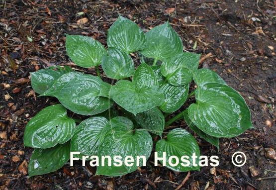 Hosta Lakeside Accolade